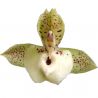 Catasetum Richard Fulford 'Spot' (Ctsm. Orchidglade x Ctsm. lucis)
