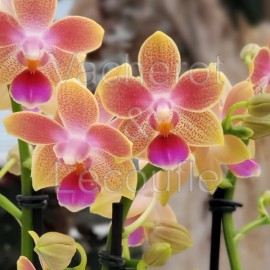Phalaenopsis Aroma 'Pichu'