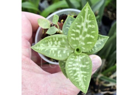 Goodyera daibuzanensis