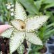 Goodyera schlechtendaliana 'Nishikiran'