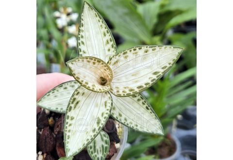 Goodyera schlechtendaliana 'Nishikiran'