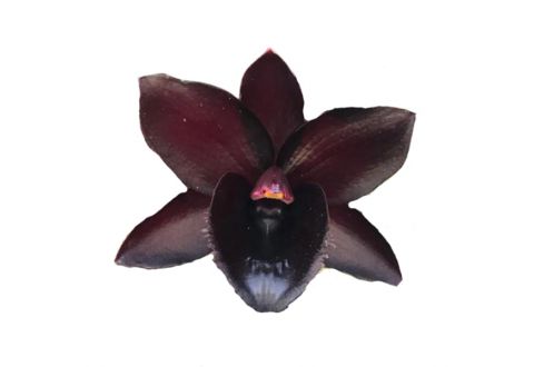 Fredclarkeara Kelly Longley 'Black' (Mo. Painted Desert x Ctsm. José Abalo)