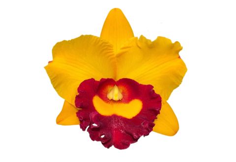 Cattleya Madonna Queen 'Lucky Star' (Rlc.)