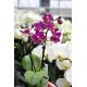 Phalaenopsis MINI Emma