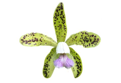 Cattleya guttata var. coerulea
