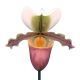 Paphiopedilum barbigerum