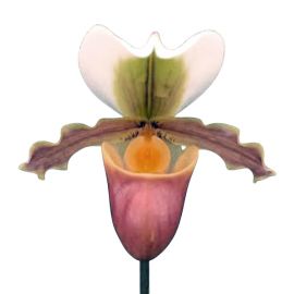 Paphiopedilum barbigerum