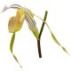 Paphiopedilum platyphyllum