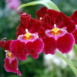 Fiche de culture de l'orchidée MILTONIOPSIS