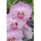 Phalaenopsis de Puteaux