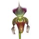 Paphiopedilum rohmanii
