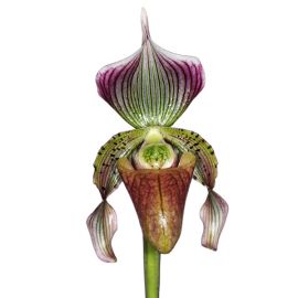 Paphiopedilum rohmanii