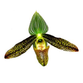 Paphiopedilum multifolium (syn. wardii)