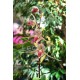 Paphiopedilum rothschildianum