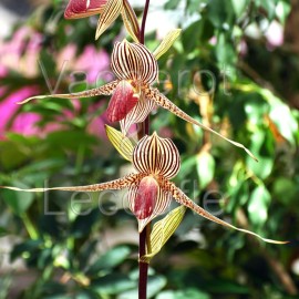 Paphiopedilum rothschildianum