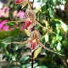 Paphiopedilum rothschildianum