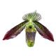 Paphiopedilum wardii 'Dark Wings'