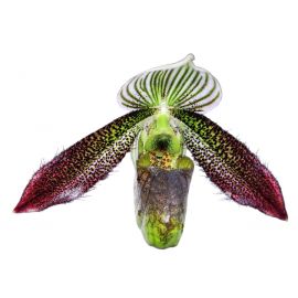 Paphiopedilum wardii 'Dark Wings'