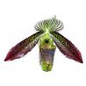 Paphiopedilum wardii 'Dark Wings'