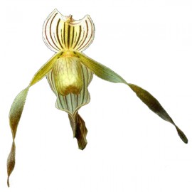 Paphiopedilum kolopakingii