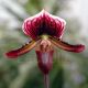 Paphiopedilum Yi-Ying Santa Claus