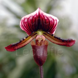Paphiopedilum Yi-Ying Santa Claus