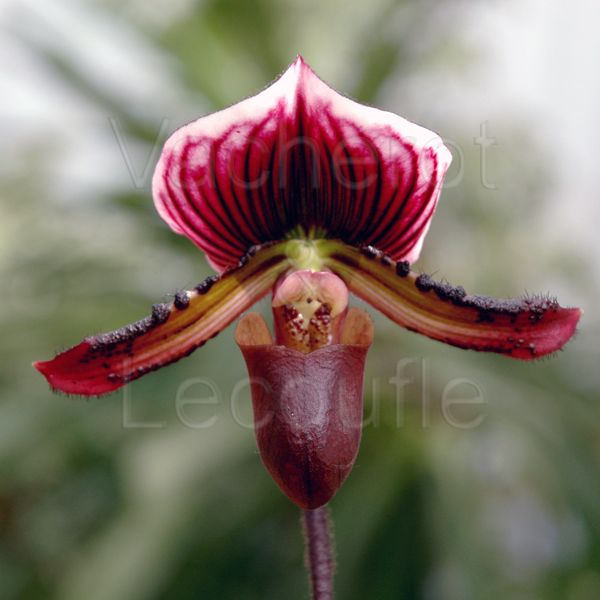 Paphiopedilum Yi-Ying Santa Claus