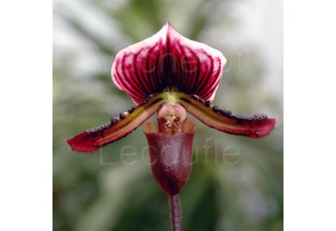 Paphiopedilum Yi-Ying Santa Claus