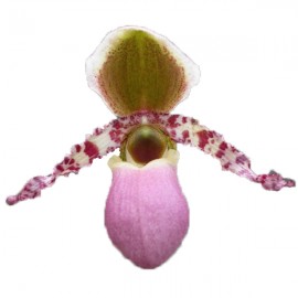 Paphiopedilum chamberlainianum