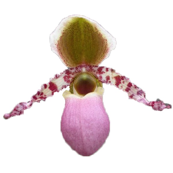 Paphiopedilum chamberlainianum
