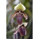 Paphiopedilum superbiens var. curtisii