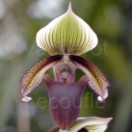 Paphiopedilum superbiens var. curtisii