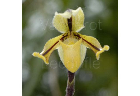 Paphiopedilum druryi