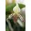 Paphiopedilum argus