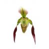 Paphiopedilum Lebaudyanum (philippinense x haynaldianum)