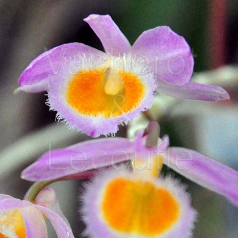 Dendrobium loddigesii