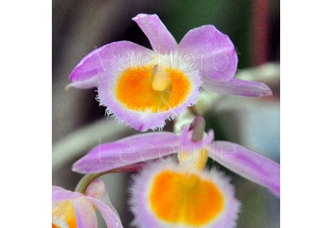 Dendrobium loddigesii
