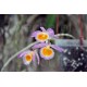 Dendrobium loddigesii