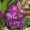 Vandachostylis Lilac Blossom 'Blue Sapphire'