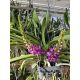 Vandachostylis Lilac Blossom 'Blue Sapphire'