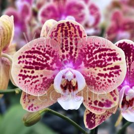 Phalaenopsis Spears