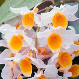 Dendrobium farmeri