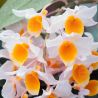 Dendrobium farmeri