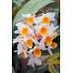 Dendrobium farmeri