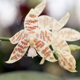 Phalaenopsis hieroglyphica