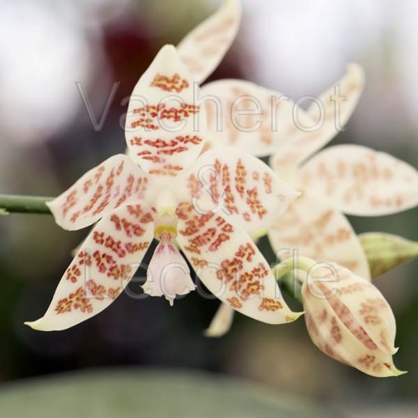 Phalaenopsis hieroglyphica