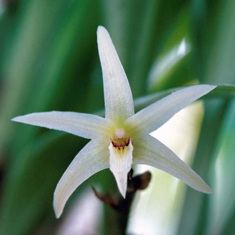 Eria javanica