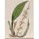 Eria javanica