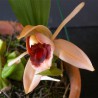 Coelogyne xyrekes