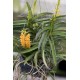 Ascocentrum miniatum